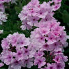 Verbena 'Superbena Pink Parfait'