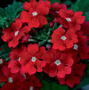 Verbena 'Tukana Scarlet Star'