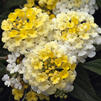 Lantana 'Bandana Lemon Zest'
