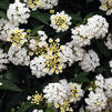 Lantana 'Bandana White'