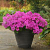 Wave Petunia 'Easy Wave Neon Rose'