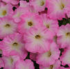 Wave Petunia 'Easy Wave Pink Dawn'