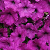 Wave Petunia 'Easy Wave Violet'