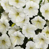Wave Petunia 'Shock Wave Coconut'