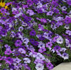 Wave Petunia 'Shock Wave Denim'