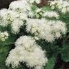 Ageratum 'Hawaii White'