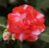 Double Impatiens 'Fiesta Sparkler Orange'