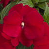 New Guinea 'Super Sonic Red'