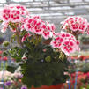 Zonal Geranium 'Tango Rose Mega Splash'