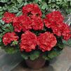 Zonal Geranium 'Americana Coral'