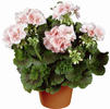 Zonal Geranium 'Classic Light Salmon'