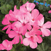 Geranium Interspecific pelargonium interspecific 'Caliente Pink'
