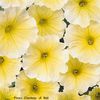 Petunia 'Madness Yellow'