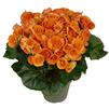 Hiemalis Begonia 'Batik'