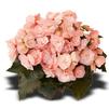 Hiemalis Begonia 'Dragone Champagne'