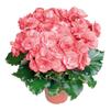 Hiemalis Begonia 'Dragone Dusty Rose'