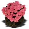 Hiemalis Begonia 'Dragone Pink Hope'