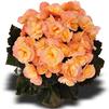 Hiemalis Begonia 'Dragone Sunset'