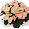 Hiemalis Begonia 'Dragone White Blush'