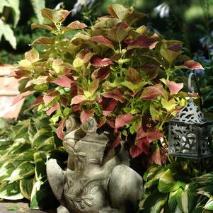 Coleus 'Alabama'