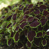 Coleus 'Chocolate Mint'
