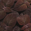 Coleus 'Dark Chocolate'