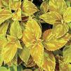 Coleus 'Freckles'