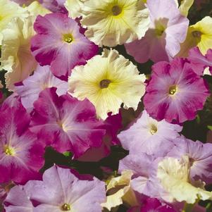 Petunia 'Madness Moonlight Mix'