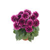 Dahlia 'Louisiana Improved'