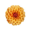 Dahlia 'Hypnotica Bronze Bi-Color'