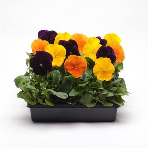 Pansy Viola X Wittrockiana 'Matrix Harvest Mix'