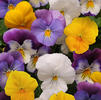 Pansy Viola X Wittrockiana 'Plentifall Mix'