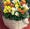 Viola Viola Cornuta 'Penny Citrus Mix'