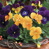 Viola Viola Cornuta 'Penny Harvest Mix'