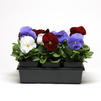 Pansy Viola X Wittrockiana 'Matrix Red, White & Blue Mix'