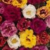 Portulaca 'Tequila Mix'