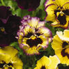 Pansy Viola X Wittrockiana 'Fizzy Lemonberry'