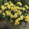 Lantana 'Bandana Light Yellow'