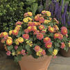 Lantana 'Bandana Peach'