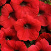 Wave Petunia 'Shock Wave Red'