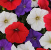 Wave Petunia 'Shock Wave Volt Mix'