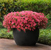 Wave Petunia 'Shock Wave Coral Crush'