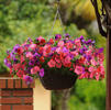 Wave Petunia 'Easy Wave South Beach Mix'