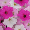 Wave Petunia 'Easy Wave Sweet Tart Mix'