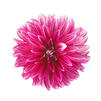 Dahlia 'Hypnotica Cherish Pink'