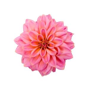 Dahlia 'Texas'