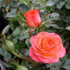 Patio Rose 'Busy Bee'