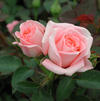 Patio Rose 'Cupcake'