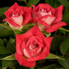 Patio Rose 'Iced Raspberry'