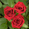 Patio Rose 'Salute'